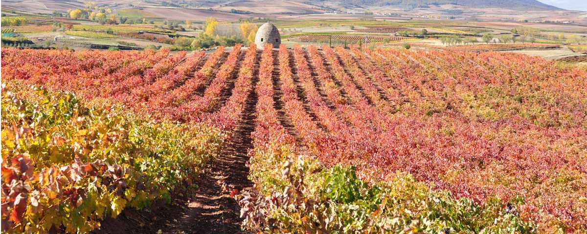 vinos otoño