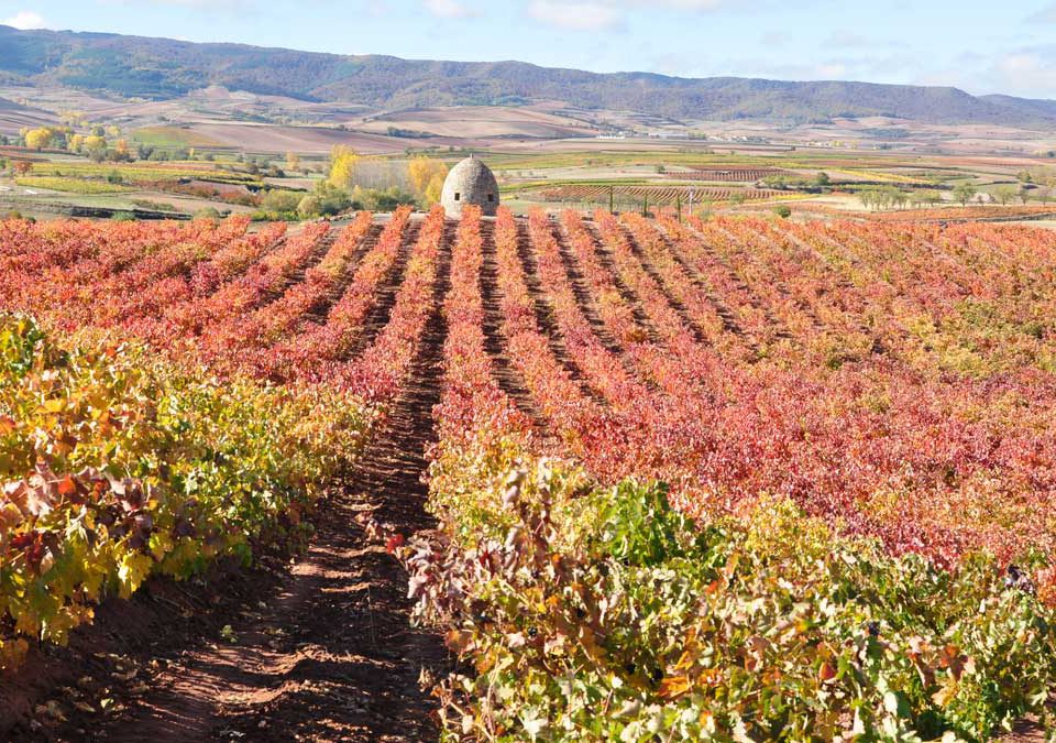 vinos otoño