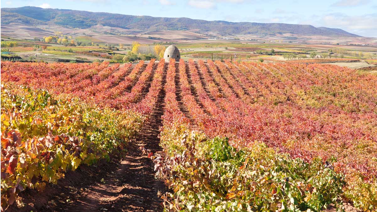 vinos otoño