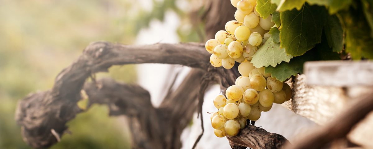 vino blanco historia que es