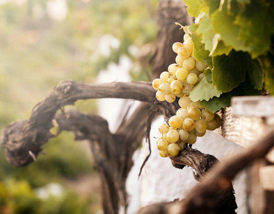 vino blanco historia que es