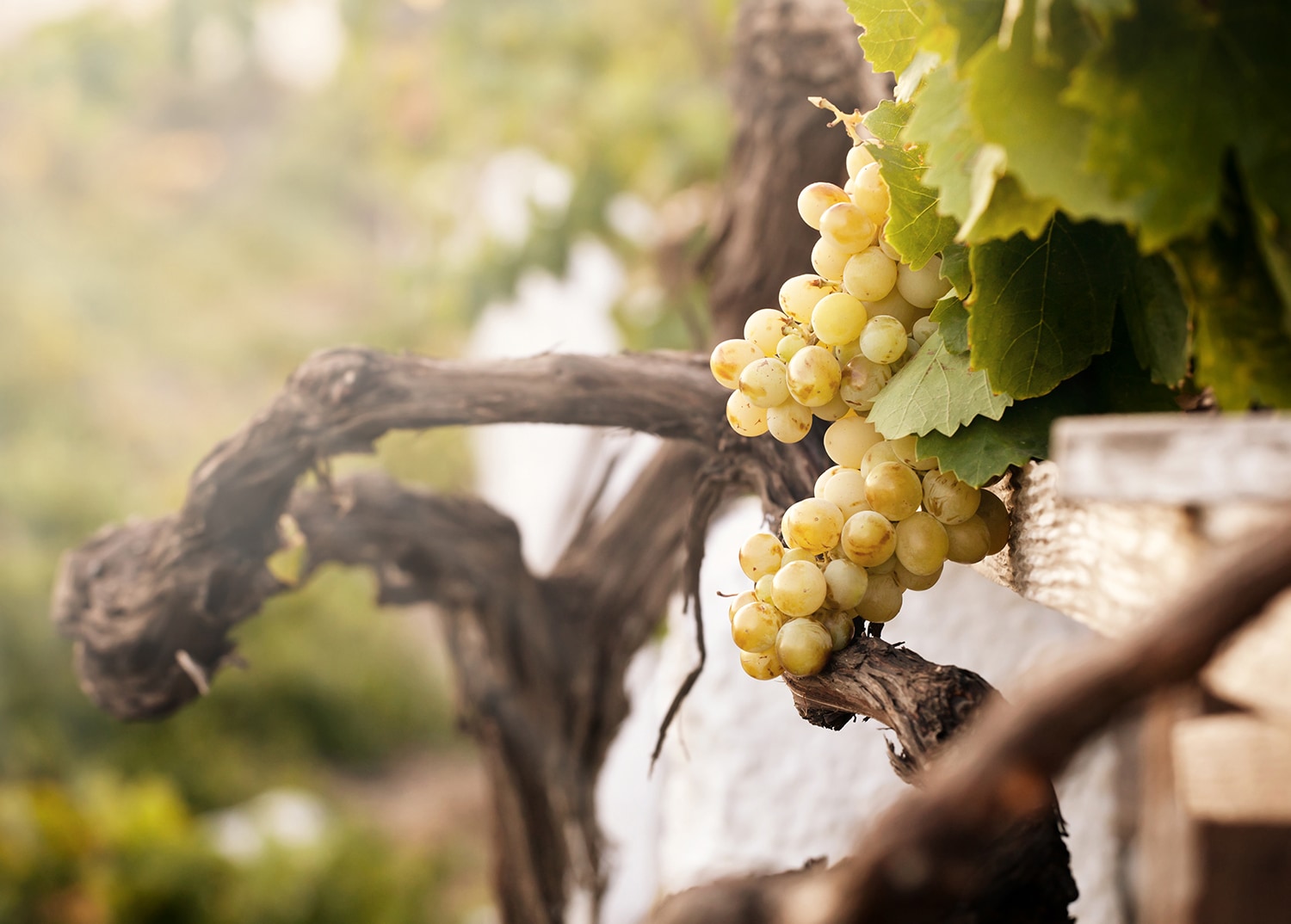 vino blanco historia que es